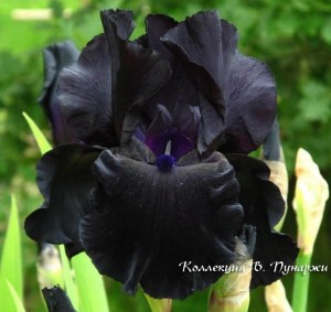 black is black3